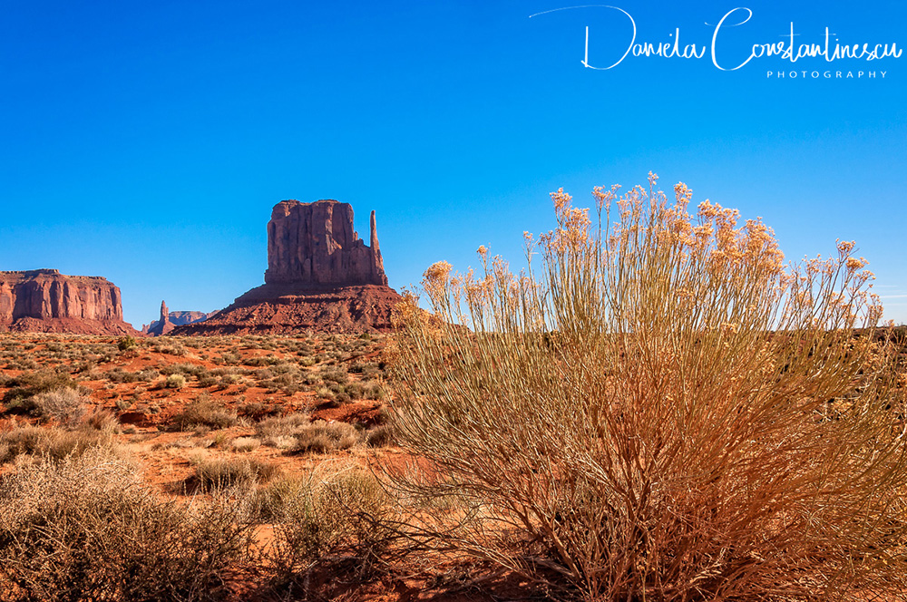 Monument Valley East Mitten Butte and Desert Flowers